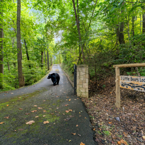 3902-Duck-Hollow-Rd-Gatlinburg-TN-6